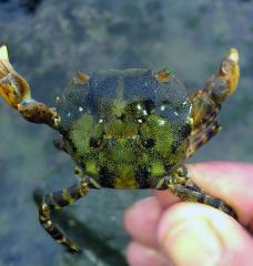 Picture of asian shore crab
