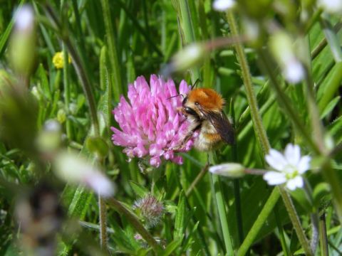 Picture of Bombus humilis (Martin Harvey), which has undergone a major decline in its distribution, foraging on red clover Trifolium pratense