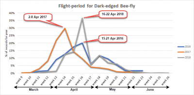Flight period graph for Dark-edged Bee-fly