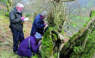 Picture of people studying lichen