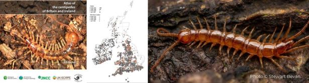 New centipede atlas provides insights into British species